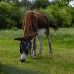 Homnest - Bosquet Des Domes N2 - Puys A Cheval Châtel-Guyon