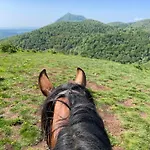 Homnest - Bosquet Des Domes N2 - Puys A Cheval *