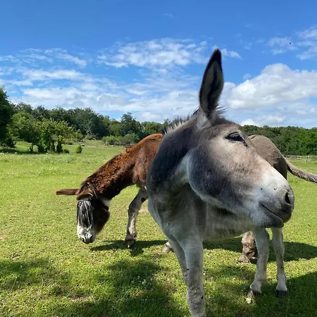 Homnest - Bosquet Des Domes N2 - Puys A Cheval * Châtel-Guyon
