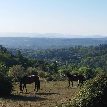 Homnest - Bosquet Des Domes N2 - Puys A Cheval Châtel-Guyon