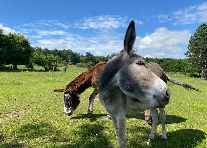 Homnest - Bosquet Des Domes N2 - Puys A Cheval * Châtel-Guyon