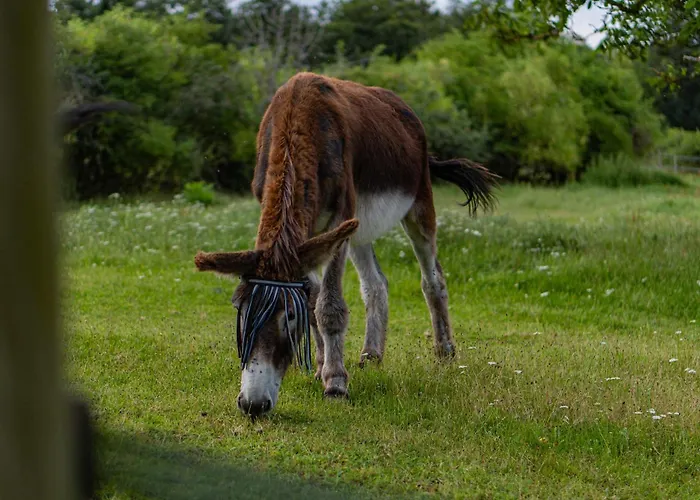 Homnest - Bosquet Des Domes N2 - Puys A Cheval Châtel-Guyon