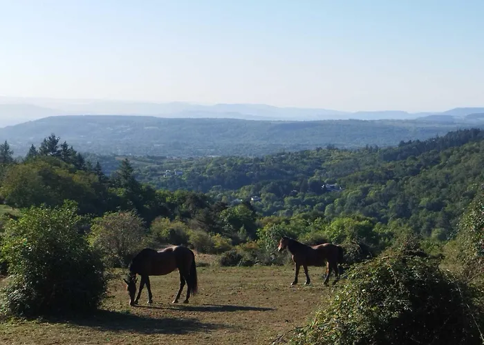 Homnest - Bosquet Des Domes N2 - Puys A Cheval Châtel-Guyon
